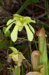 Hooded pitcherplant